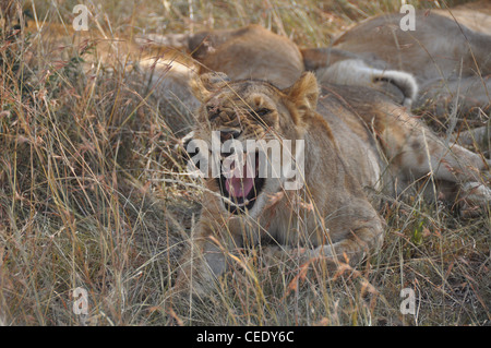 Leonessa ruggente Foto Stock