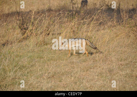 Jackal nella savana Foto Stock