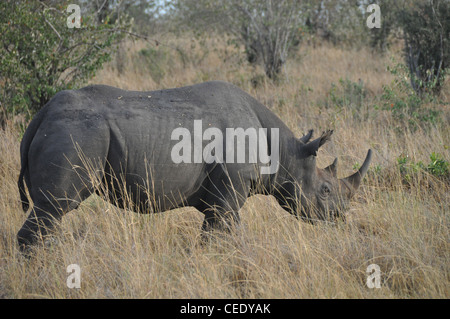 Rinoceronti nella savana Foto Stock