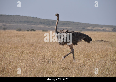 Ostrich nella savana Foto Stock