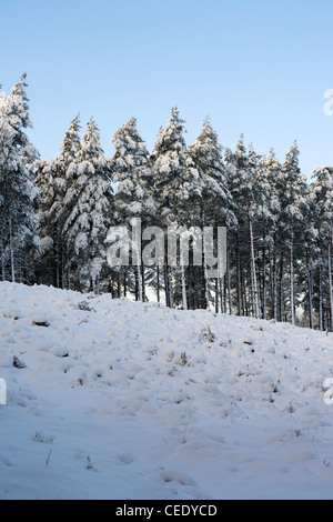 Coperta di neve i campi e foreste di Holmbury Hill, a est di Guildford, Surrey Hills. Regno Unito Foto Stock