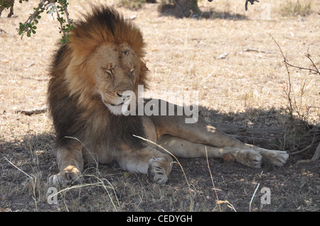 Leone di riposo. Foto Stock