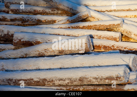 Chiocciatura di pelo di pino innevato ( pinus sylvestris ) , Finlandia Foto Stock