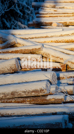 Pelo di pino innevato ( pinus sylvestris ) , Finlandia Foto Stock