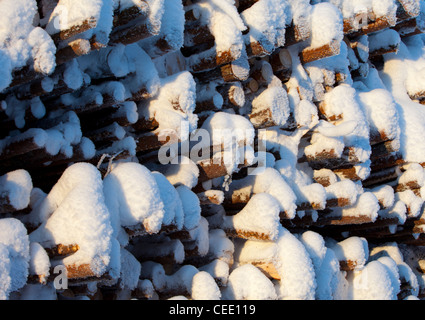 Pelo di pino innevato ( pinus sylvestris ) , Finlandia Foto Stock