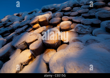 Chiocciatura di cumulo di abete (picea abies) innevato, Finlandia Foto Stock