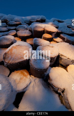 Primo piano di cumulo di abete rosso coperto da neve ( picea abies ) inventario pali di tronchi , Finlandia Foto Stock