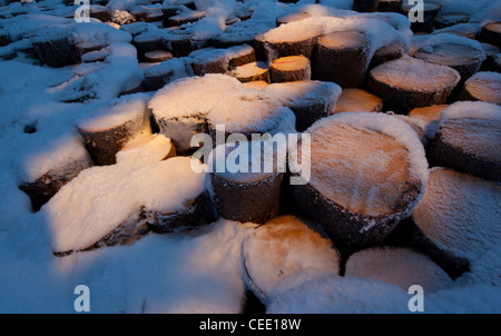 Closeup di pelo di tronchi di abete ( picea abies ), ora coperto, Finlandia Foto Stock