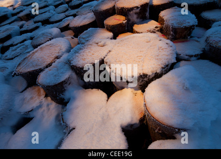 Chiocciatura di cumulo di abete (picea abies) innevato, Finlandia Foto Stock