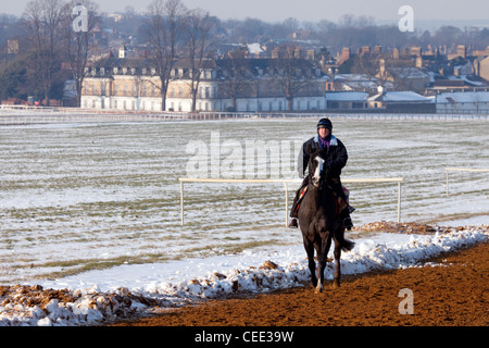 Un unico fantino e delle corse ippiche sul galoppa in inverno, Warren Hill allenamento, Newmarket Suffolk REGNO UNITO Foto Stock