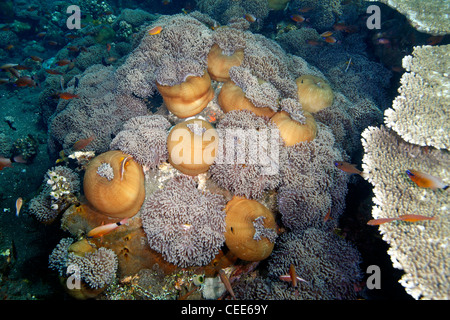 Un grande patch del magnifico mare anemoni Heteractis magnifica. Alcuni degli anemoni sono chiuse o "palla". Foto Stock