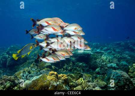 Una scuola di Humpback Snapper, Lutjanus gibbus, e un nastro Sweetlips, Plectorhinchus polytaenia Foto Stock