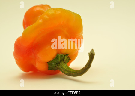 Giallo Scotch Bonnet chili Foto Stock