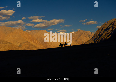 Cammello Dromedario Caravan a Valle di Nubra paesaggio Ladakh Foto Stock