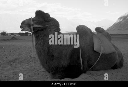 Cammello Dromedario Caravan a Valle di Nubra paesaggio Ladakh Foto Stock