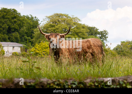 Highland mucca nel prato con impressionante corna Foto Stock