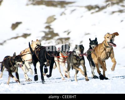 Sledgedogs in un concorso sulla neve Foto Stock