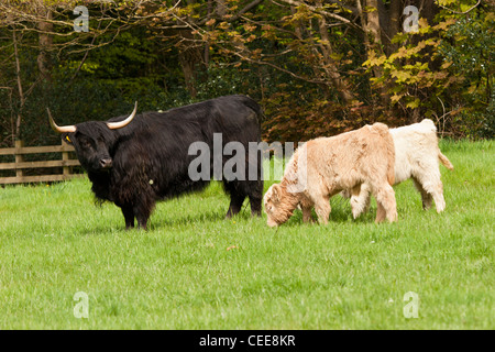 Nero highland mucca con twin pascolano vitelli Foto Stock