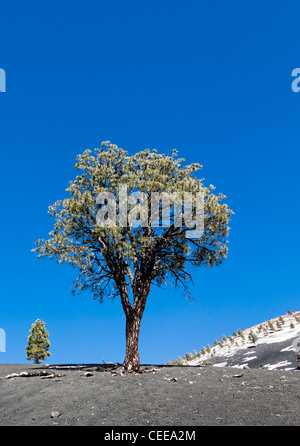 Alberi di pino sul paesaggio desolato Foto Stock