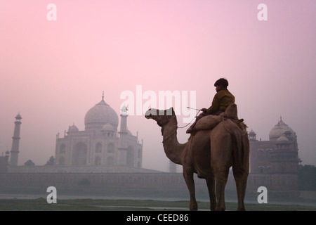 Ragazzo in sella a dorso di cammello nel fossato del Taj Mahal (Patrimonio Mondiale dell'UNESCO) nella nebbia mattutina, Agra, India Foto Stock