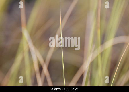Lame sfocati di erba spiaggia formano una sfocatura dello sfondo. Foto Stock