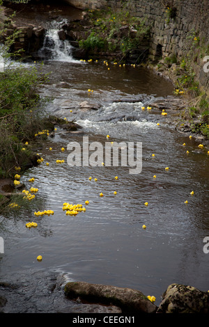 Gara d'anatra sul fiume Colne in Marsden, REGNO UNITO Foto Stock