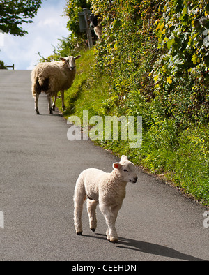 Scampato pecore pericolosamente bighellonare sulla strada nel Parco Nazionale del Distretto dei Laghi Foto Stock