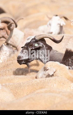 Migrazioni stagionali del bestiame in Bardenas Reales de Navarra. La Navarra. Spagna. Europa Foto Stock