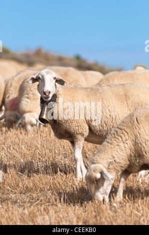 Migrazioni stagionali del bestiame in Bardenas Reales de Navarra. La Navarra. Spagna. Europa Foto Stock