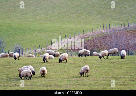 Allevamento di ovini in area Espinal. Erro Valley, Navarra, Spagna Foto Stock