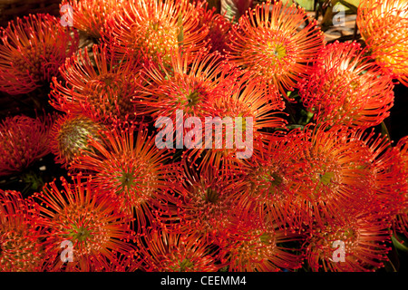 Fioritura arancione Proteus Fiori di Madera nel mercato di Funchal, Portogallo. Foto Stock