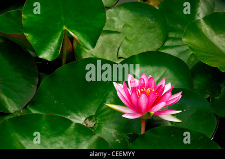 loto rosso Foto Stock