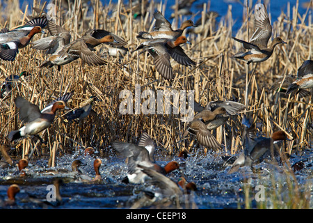 Eurasian Wigeons battenti Foto Stock