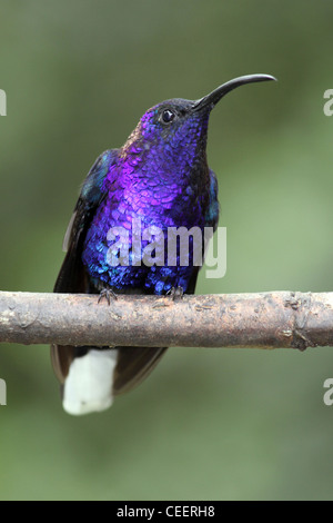 Violet Sabrewing Largipennis hemileucurus Foto Stock