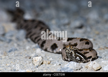 Western Rattlesnake nana, (Sistrurus milliaris steckerti), LBJ praterie nazionale, Saggio County, Texas, Stati Uniti d'America. Foto Stock