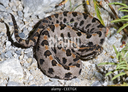 Western Rattlesnake nana, (Sistrurus milliaris streckerti), LBJ praterie nazionale, Saggio County, Texas, Stati Uniti d'America. Foto Stock