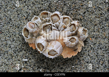Acorn barnacles / Rock cirripedi (Semibalanus balanoides) Granchio sul guscio della lavata sulla spiaggia, Belgio Foto Stock