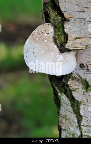 Staffa di betulla fungo / Razor strop (Piptoporus betulinus) sulla betulla in foresta Foto Stock