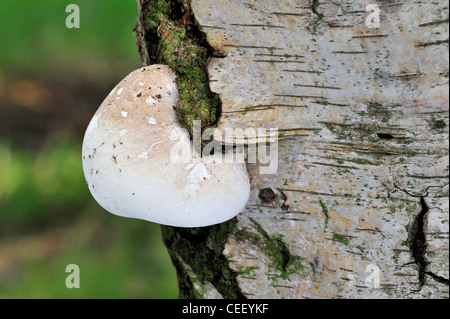 Staffa di betulla fungo / Razor strop (Piptoporus betulinus) sulla betulla in foresta Foto Stock