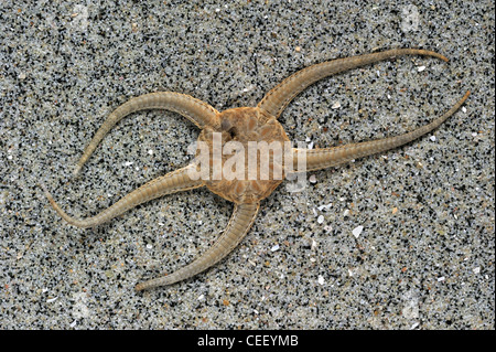 Morto stella fragile / brittlestar / stella serpente (Ophiura ophiura) sulla spiaggia, Belgio Foto Stock