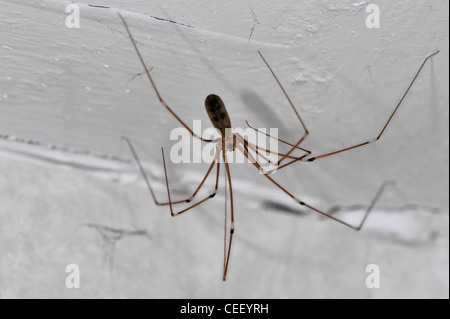 Cantina spider / daddy longlegs (Pholcus phalangioides) in casa, Belgio Foto Stock