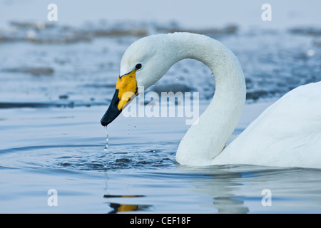 Adulto Whooper Swan (Cygnus cygnus) alimentazione tra i ghiacci, inverno, Welney, Norfolk, Inghilterra Foto Stock