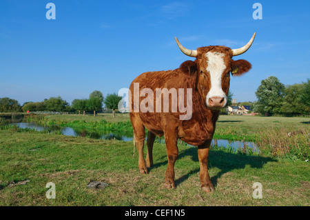 Guernsey cow su pascolo in Suffolk Foto Stock