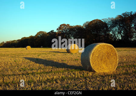 Rotoli di fieno in Chilterns campo nella luce della sera Foto Stock