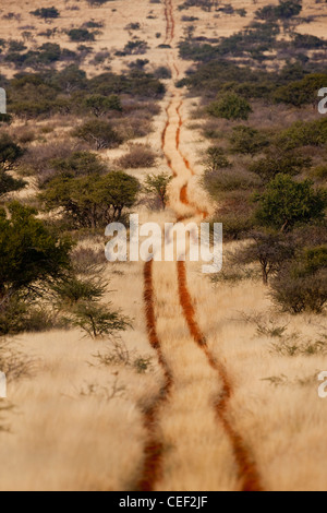 Tswalu Kalahari Reserve, la famiglia Oppenheimer-riserva di proprietà nei pressi della piccola città di Vanzylsrus. Foto Stock