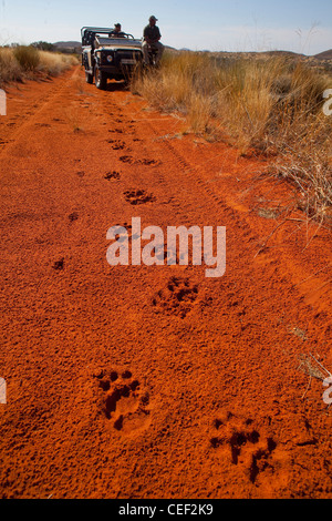 Tswalu Kalahari Reserve, la famiglia Oppenheimer-riserva di proprietà nei pressi della piccola città di Vanzylsrus. Tracce di Lion Foto Stock