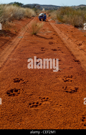 Tswalu Kalahari Reserve, la famiglia Oppenheimer-riserva di proprietà nei pressi della piccola città di Vanzylsrus. Tracce di Lion Foto Stock