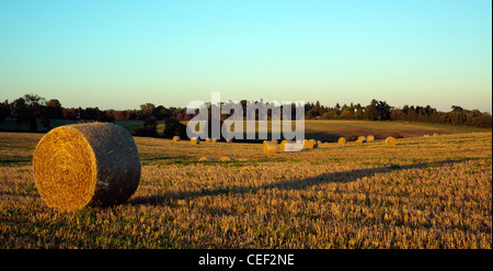 Rotoli di fieno in Chilterns campo nella luce della sera Foto Stock