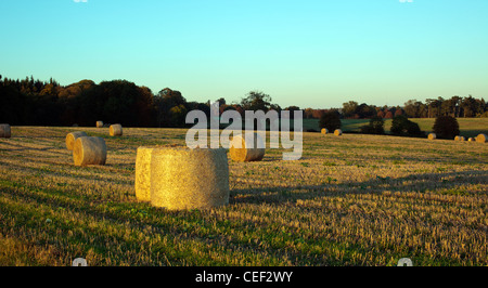 Rotoli di fieno in Chilterns campo nella luce della sera Foto Stock