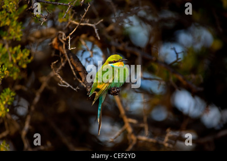 Tswalu Kalahari Reserve, la famiglia Oppenheimer-riserva di proprietà nei pressi della piccola città di Vanzylsrus. ??????? Bird Foto Stock